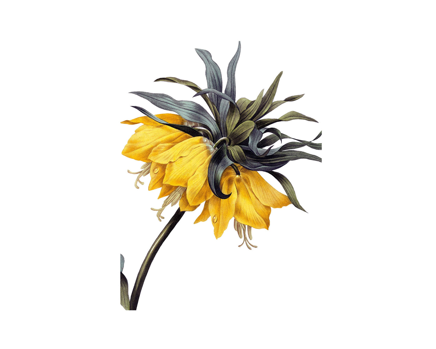 16x20 Crown Imperial Lily Botanical Wall Art Canvas Print