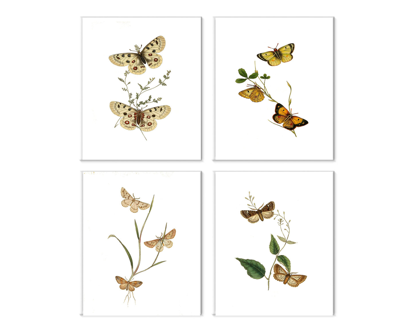 Set of 4  8x10 Neutral Butterflies Nature Botanical Canvas Prints